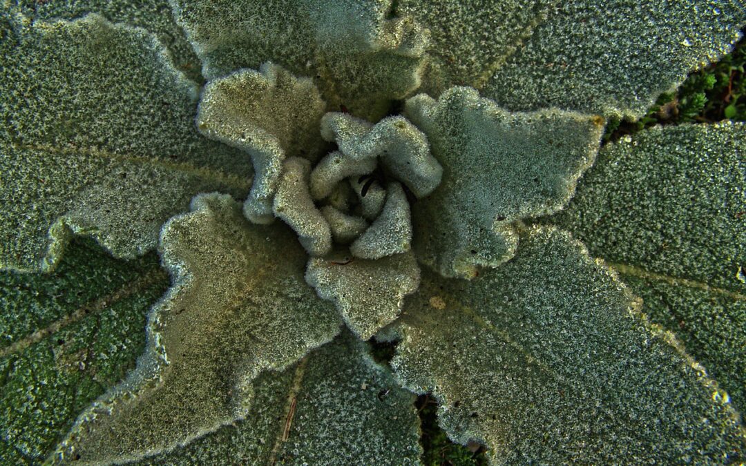 birds eye view of mullein plant, a potent herbal