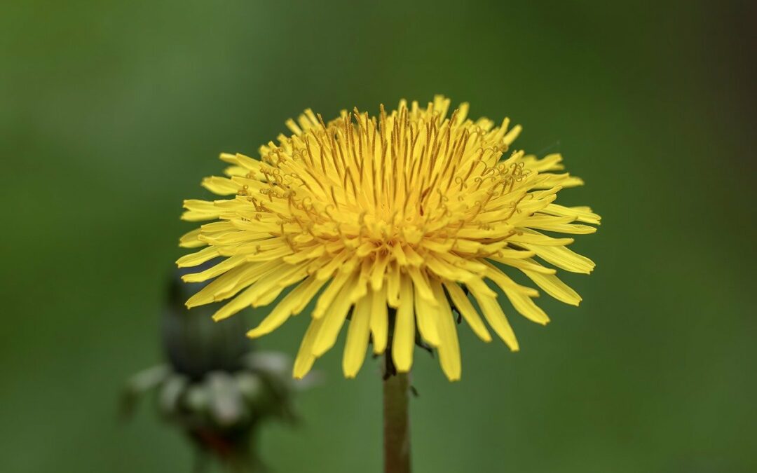 Dandelion Vinegar