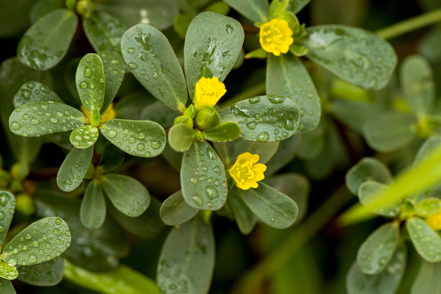 Purslane