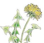 Dandelion Whine: How to Not Hate Dandelions | Spring 2019 ...