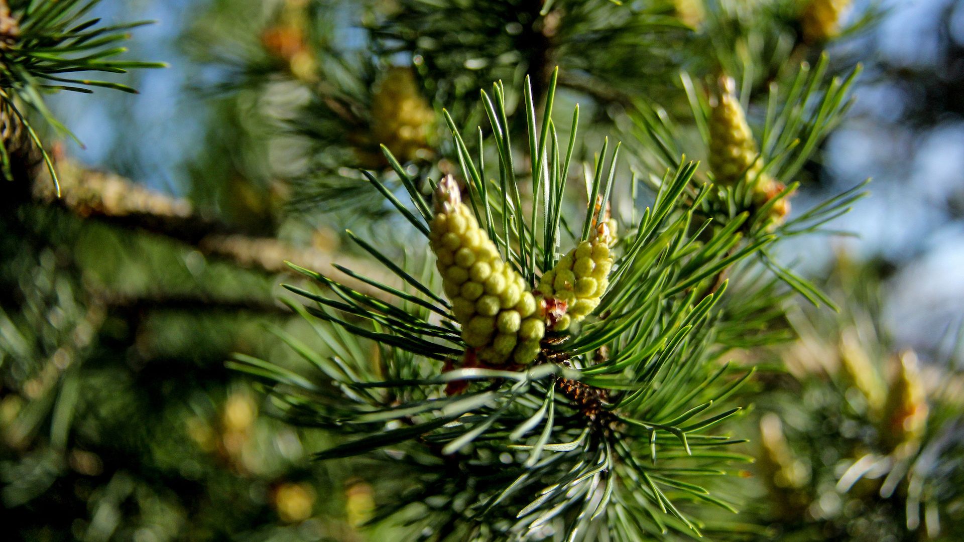 Pine Uses