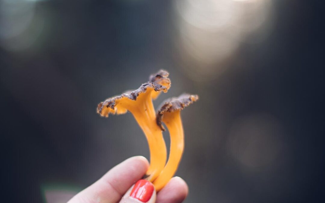 How to Choose Personalized Mushroom Support for Pain—Safely and Confidently