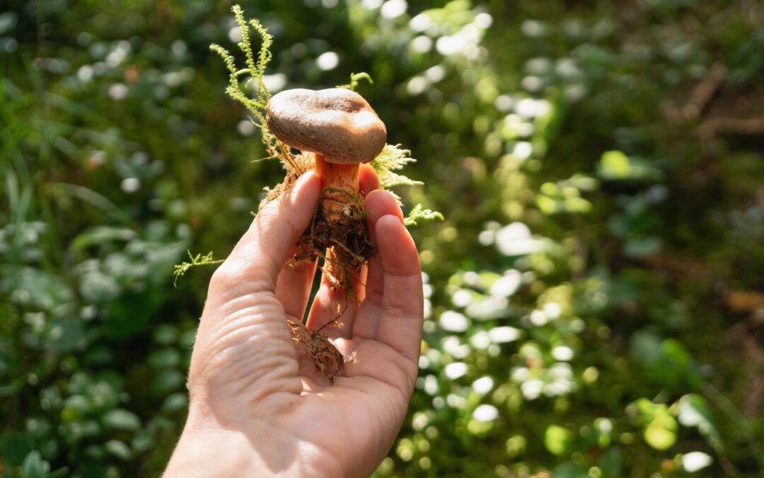 Before You Microdose or Book a Mushroom Journey: Safety, Intention, and Structure